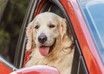 The Best Subaru Crosstrek Accessories for Dog Lovers