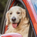 The Best Subaru Crosstrek Accessories for Dog Lovers
