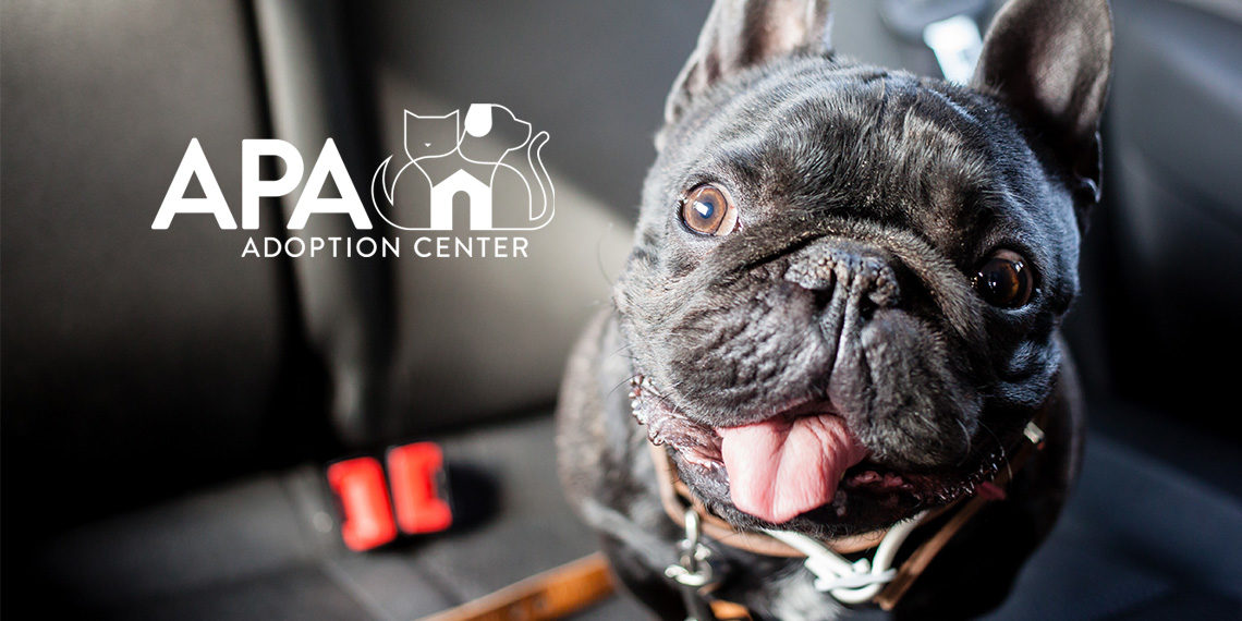 Help us Support St. Louis Pets