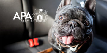 Help us Support St. Louis Pets